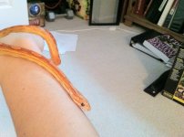 sm-great body - on arm.jpg
