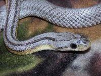 Nemophilla Sept '11 - close up.jpg