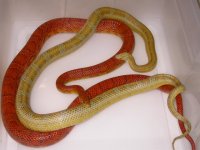 Amber Blood h Lav X Sunkissed h Lav (EC85).JPG