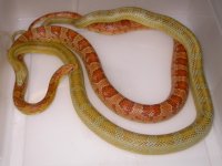 Amber Blood h Lavender X Hypo h Car Lav Blood (EC66).JPG