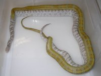 Amber Blood h Lavender X Hypo Lavender h Caramel (EC94).JPG