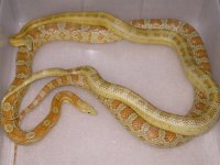 Amber Bloodred h Lavender X Amber h Amel Blood (EC67).jpg