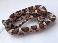 15-39-2M.JPG