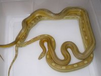 Amber St h Anery X Amber Mot h Amel ph Anery (EG202).JPG