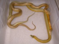 Amber Stripe h Anery X Caramel Stripe h Amel Hypo (EG157).JPG