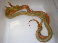 Amber Stripe h Anery X Hypo Tess h Blood ph Anery (EG167).JPG
