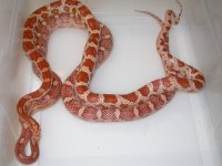 Amel h Caramel Cinder X Amel Motley h Cinder (BS148).JPG