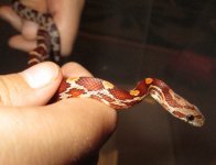 075 (500x384).jpg