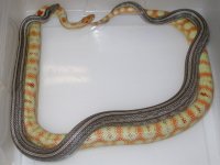 Anery Tess h Amel Hypo X EX Reverse Okeetee (EQ170).JPG