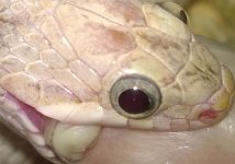 013-feedingAug2014cgfeeding700px.jpg