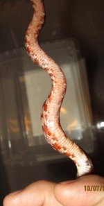 083 (253x500).jpg