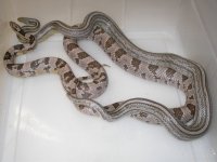 Anery Tess h Amel Hypo X Salmon Ghost h Amel (EQ126).JPG