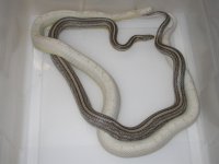 Anery Tess h Amel Hypo X Snow Motley p homo h Hypo (EQ180).JPG