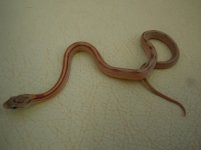 blood stripe baby.jpg blood stripe baby.jpg