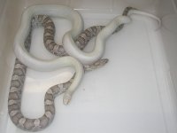 Blizzard h SK X Ultramel Charcoal h SK (FD210).JPG