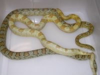 Butter h SK Stripe X Caramel h SK Amel Stripe (ES184).JPG