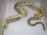 Butter h SK Stripe X Charcoal Mystery (ES162).JPG