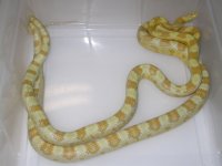 Butter h Sunkissed Stripe (ES185).JPG