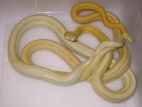 Butter Stripe (DN161).JPG