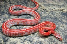 Miami Striped Motley Eltern.jpg