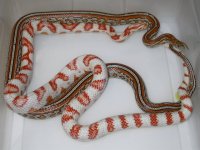 Candycane X Miami Tess h Amel (EK164).JPG