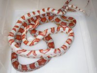 Candycane X Ultramel Miami h Caramel Cinder (EK146).JPG