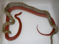 Caramel h Am Hypo Cinder ph Blood X Tess h Hypo Cinder (EZ211).JPG