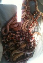 bag of snakes.jpg