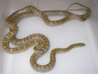 Caramel h Amel Hypo Cinder ph Blood (EY194).JPG