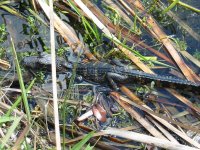 Baby Gator.jpg