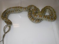 Caramel h Amel Hypo Cinder ph Blood (EZ196).JPG
