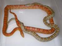 Caramel h Amel Hypo Cinder ph Blood X Ultramel h Caramel Blood (EY53).JPG