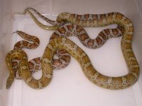 Caramel h Scaleless Hypo Mot X Normal h Scaleless Butter Mot (DW163).JPG