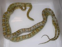 Caramel h SK St ph Amel Hypo X Caramel h SK Amel St ph Hypo (EX172).JPG
