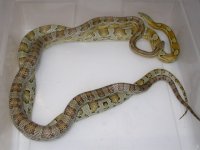 Caramel h SK St ph Amel Hypo X Caramel h SK Amel St ph Hypo (EX173).JPG