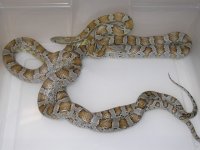 Caramel Miami h SK Amel Cinder (FB199).JPG