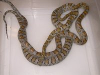 Caramel Miami h SK Amel Cinder (FC200).JPG