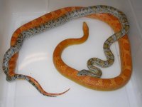 Caramel Miami h SK Amel Cinder X SK Amel h Caramel Blood (FC110).JPG