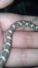 nef mickey saddle.jpg