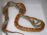 Caramel Miami h SK Amel Cinder X SK Hypo Miami (FC144).JPG