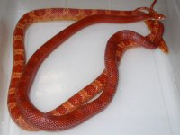 Chyenne Blood h Mot X Amel h Chyenne Blood (EI134).JPG