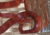 Ginny and Augie 005.JPG Ginny and Augie 005.JPG