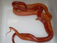 Chyenne Blood h Mot X Ultramel Blood h Caramel (EI111).JPG