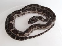 15-8-4M.JPG