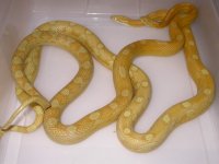 Golddust Mot h Anery X Butter Mot h Anery (CQ115).JPG
