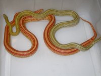 Golddust Tess X Amel Tess h Caramel Stripe (FI181).JPG