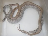 Hypo Lav St h Amel X UK Lav ph Hypo St (AY179).JPG