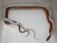 Ice Blood X Tess h Lava Anery Blood (FF207).JPG