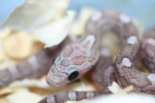 IMG_6014 Hypo Pewter (2) .JPG
