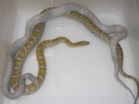 Lava Cinder X Caramel h Am Hy Cinder ph Blood (ET193).JPG